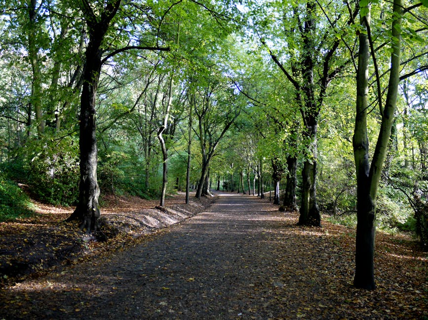 A dirt pathway in a wooded area surrounded by tall trees with green leaves, some fallen leaves are scattered along the ground. The path appears to be part of a park or natural setting, with sunlight filtering through the branches, casting dappled shadows. In the background, the path continues straight ahead into a lush, leafy environment. This image depicts a peaceful outdoor scene suitable for a house removal or moving services context, illustrating a typical route for unloading or planning a move near Hampstead Heath, as discussed on the page about park-side relocation in NW5, Gospel Oak. The natural setting aligns with a serene environment for residents or movers preparing for a home relocation, emphasizing the importance of route planning and logistics for furniture transport within attractive outdoor surroundings. Occasionally, [COMPANY_NAME] coordinates moving activities that may involve navigating such scenic areas during the loading process or outdoor packing stages before entering the property or van. Suitable for visual context on moving near parks or green spaces, emphasizing careful handling and transportation of household items through natural environments.