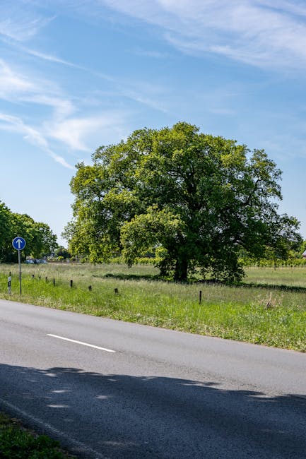 A large, leafy green tree situated on a grassy verge adjacent to a paved road, with a blue sky overhead that contains a few wispy clouds. The tree's foliage appears dense and healthy, and it provides shade to the surrounding area. To the left of the image, a blue circular traffic sign directs vehicles to continue straight ahead, positioned near the edge of the road. The scene is outdoors on a bright, clear day, with no visible buildings or structures nearby, illustrating a typical suburban or rural roadside environment. This setting aligns with home relocation or moving services, such as those provided by Man with Van Gospel Oak, highlighting the importance of proper transport and logistical planning during furniture transport and packing and moving processes.