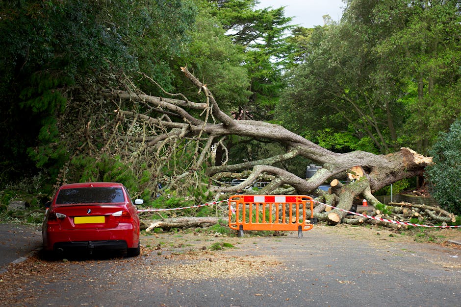 A large fallen tree with thick branches and foliage has collapsed across a residential street, partially blocking the roadway. The tree's trunk appears freshly broken, with visible wood and some scattered smaller branches and leaves on the ground. An orange safety barrier and red-and-white striped tape cordon off the area around the fallen tree to prevent access, with the tape attached to a parked red car positioned on the left side of the image. The car faces away from the camera and is situated on a paved surface covered with small debris, such as leaves and wood chips. The background features dense green trees and shrubs, indicating a suburban or residential setting, while the overall scene suggests ongoing clean-up or removal work, typical of home relocation or property clearance services. This image is associated with a house removals context, such as those offered by Man with Van Gospel Oak, specializing in moving and property clearance on Malden Road in GOSPEL OAK.