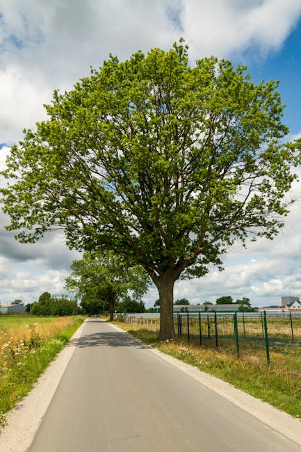 A large, leafy green tree situated on a grassy verge adjacent to a paved road, with a blue sky overhead that contains a few wispy clouds. The tree's foliage appears dense and healthy, and it provides shade to the surrounding area. To the left of the image, a blue circular traffic sign directs vehicles to continue straight ahead, positioned near the edge of the road. The scene is outdoors on a bright, clear day, with no visible buildings or structures nearby, illustrating a typical suburban or rural roadside environment. This setting aligns with home relocation or moving services, such as those provided by Man with Van Gospel Oak, highlighting the importance of proper transport and logistical planning during furniture transport and packing and moving processes.