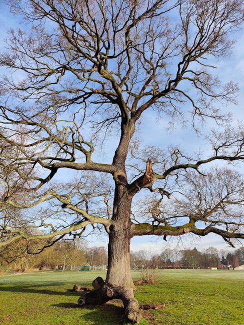A large deciduous tree with a thick, sturdy trunk and extensive, bare branches spreading out in all directions, situated on a grassy area in a park. In the background, there are open fields, some trees, and a few buildings under a clear, bright blue sky with soft sunlight illuminating the scene. The tree appears to be mature, with gnarled, textured bark and no leaves, indicating it is in winter or early spring. The open space around the tree suggests it may be a feature within a residential or public park setting. The scene is captured during daylight, with natural lighting highlighting the tree's structure and the surrounding landscape. This image exemplifies natural outdoor environments commonly encountered during home relocations or property inspections when assessing outdoor spaces for possible furniture or equipment removal with a professional service like Man with Van Gospel Oak.