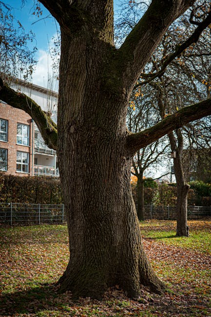 A large mature tree with a thick, textured trunk and sprawling branches extending outward, situated in an outdoor urban setting during daytime. Behind the tree, there is a residential building with multiple balconies and windows, partially visible through the branches and foliage. The ground is covered with fallen leaves, indicating an autumn season. A metal fence runs along the background, separating the grassy area from the building. The scene is well-lit with natural daylight, with some shadows cast by the branches. This image, associated with Man with Van Gospel Oak, relates to house removals and moving logistics by illustrating a typical outdoor environment in which furniture and boxes might be loaded into a van for home relocation, emphasizing the importance of careful handling and transport of household items during a move.