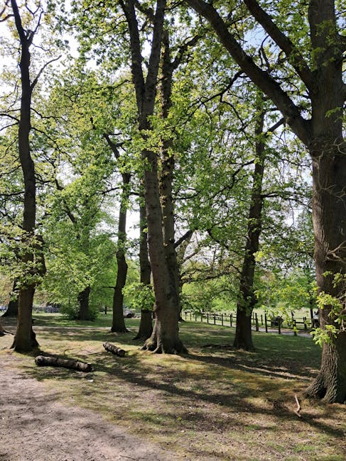 A large deciduous tree with a thick, sturdy trunk and extensive, bare branches spreading out in all directions, situated on a grassy area in a park. In the background, there are open fields, some trees, and a few buildings under a clear, bright blue sky with soft sunlight illuminating the scene. The tree appears to be mature, with gnarled, textured bark and no leaves, indicating it is in winter or early spring. The open space around the tree suggests it may be a feature within a residential or public park setting. The scene is captured during daylight, with natural lighting highlighting the tree's structure and the surrounding landscape. This image exemplifies natural outdoor environments commonly encountered during home relocations or property inspections when assessing outdoor spaces for possible furniture or equipment removal with a professional service like Man with Van Gospel Oak.